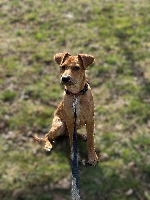 Enlarge Jack, a Adoptable mixed breed in Lake Hopatcong, NJ image 3/3