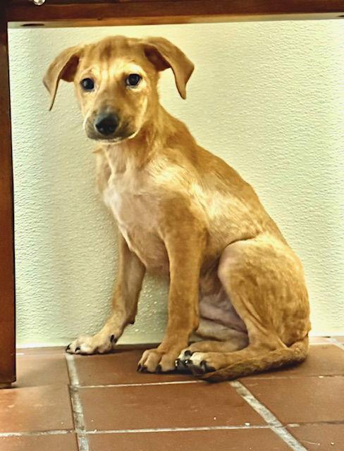 Jack, a Adoptable mixed breed in Lake Hopatcong, NJ image 1/2