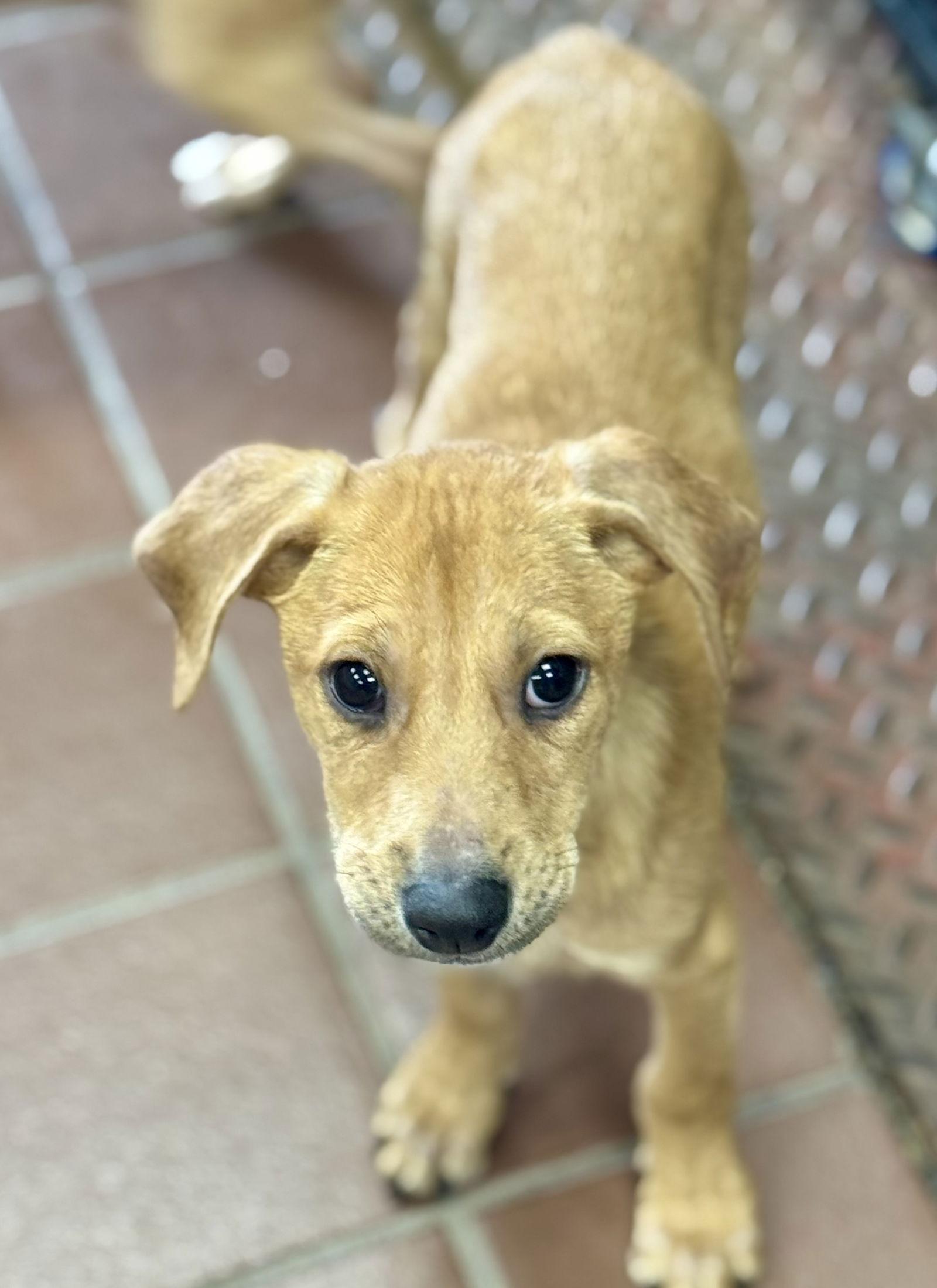 Jack, a Adoptable mixed breed in Lake Hopatcong, NJ image 2/2