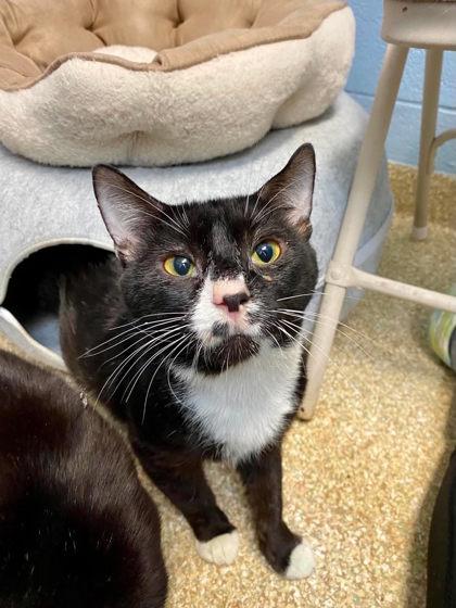 Enlarge Bram, a Adoptable mixed breed in Munster, IN image 1/1