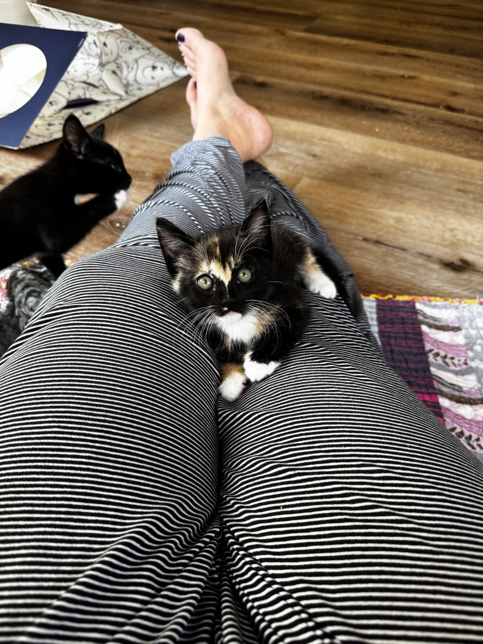 Monroe , an adopted Domestic Short Hair in Pacific Palisades, CA image 3/4