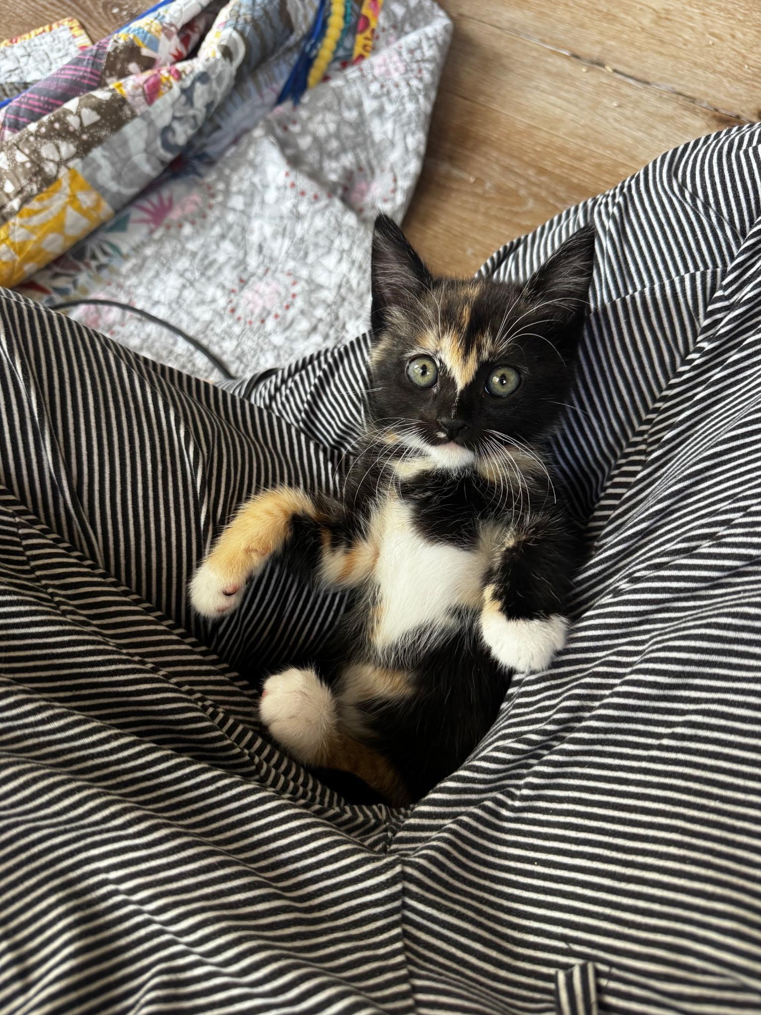 Monroe , an adopted Domestic Short Hair in Pacific Palisades, CA image 1/4