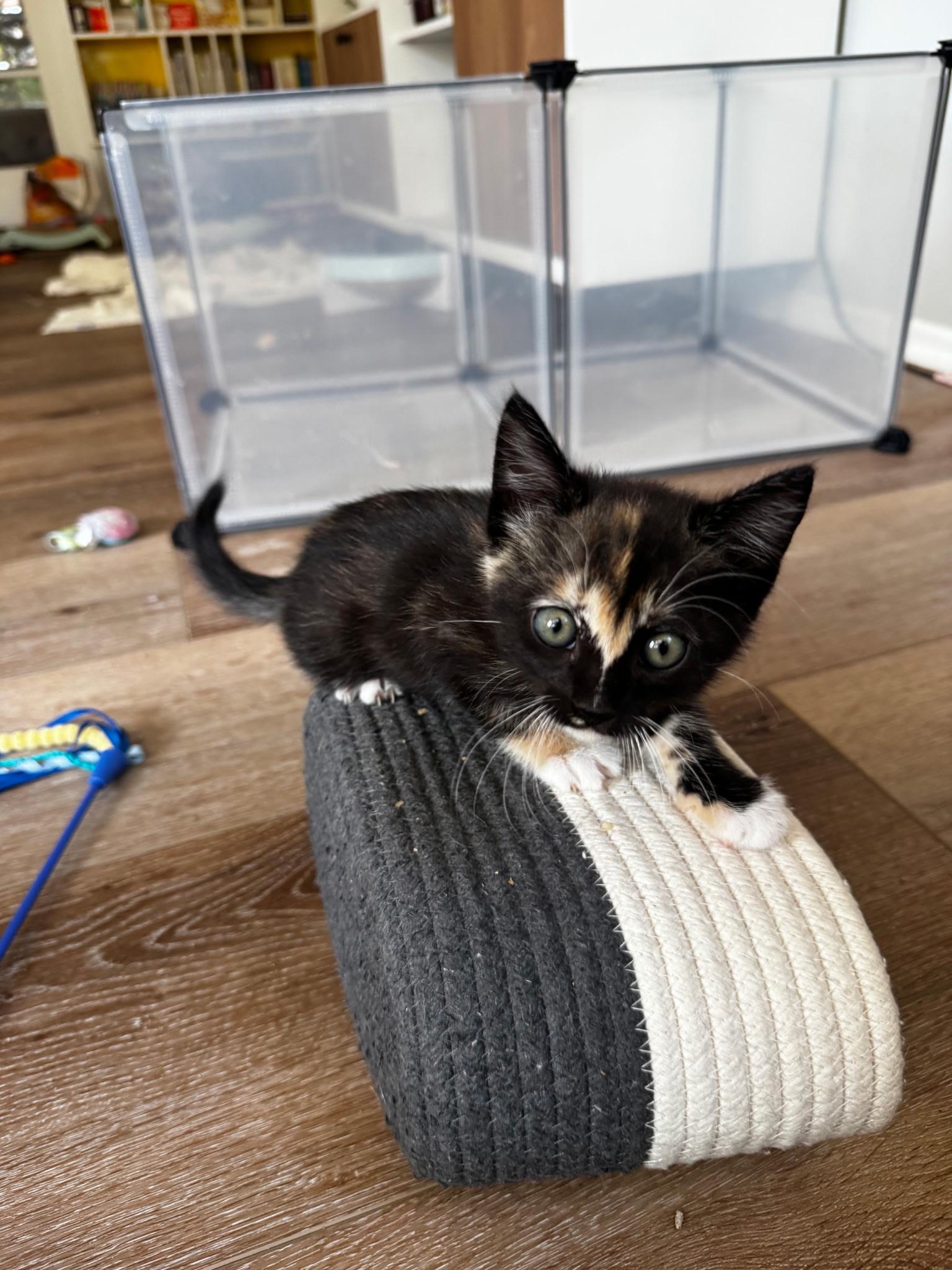 Monroe , an adopted Domestic Short Hair in Pacific Palisades, CA image 2/4