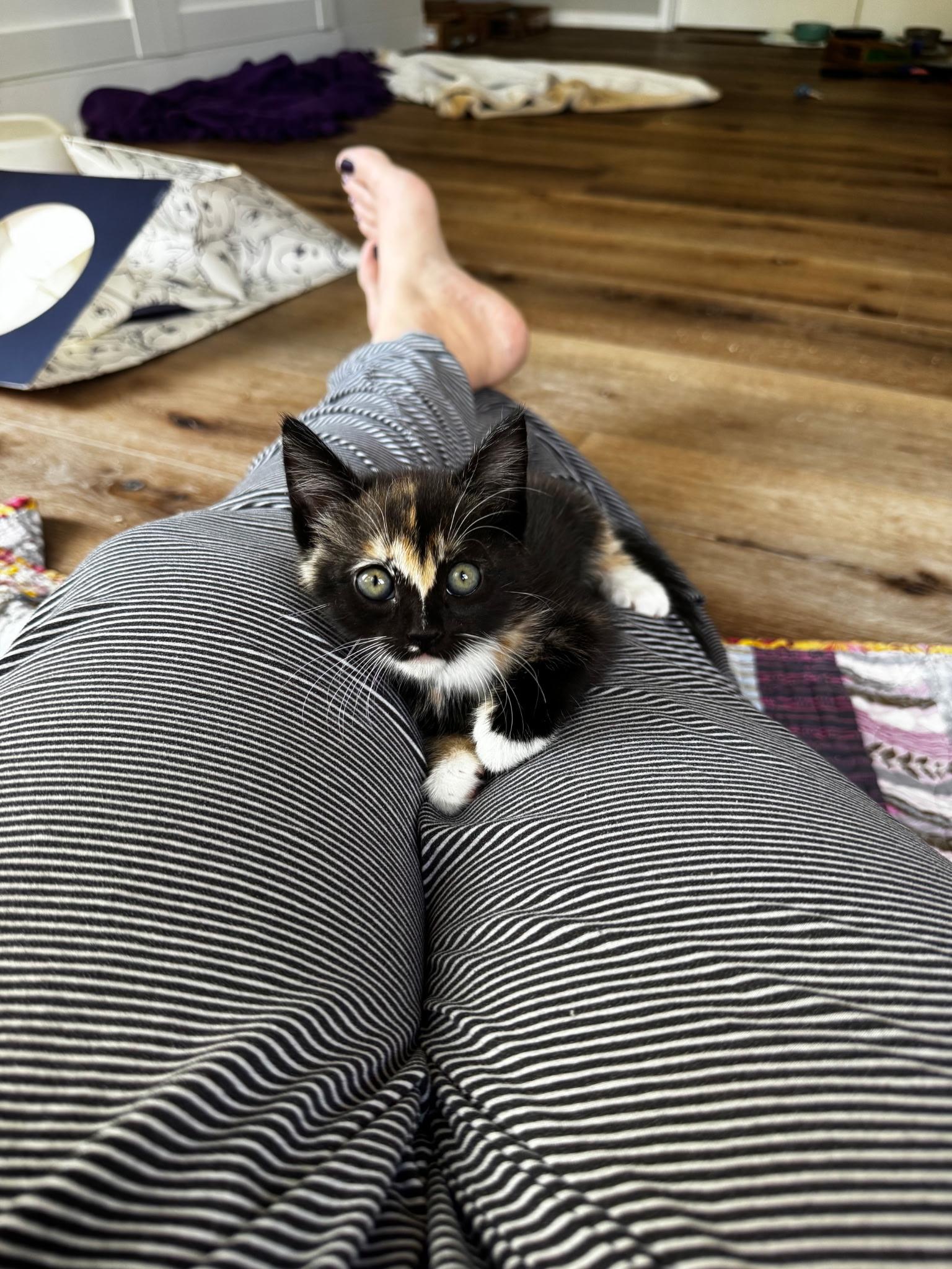Monroe , an adopted Domestic Short Hair in Pacific Palisades, CA image 4/4