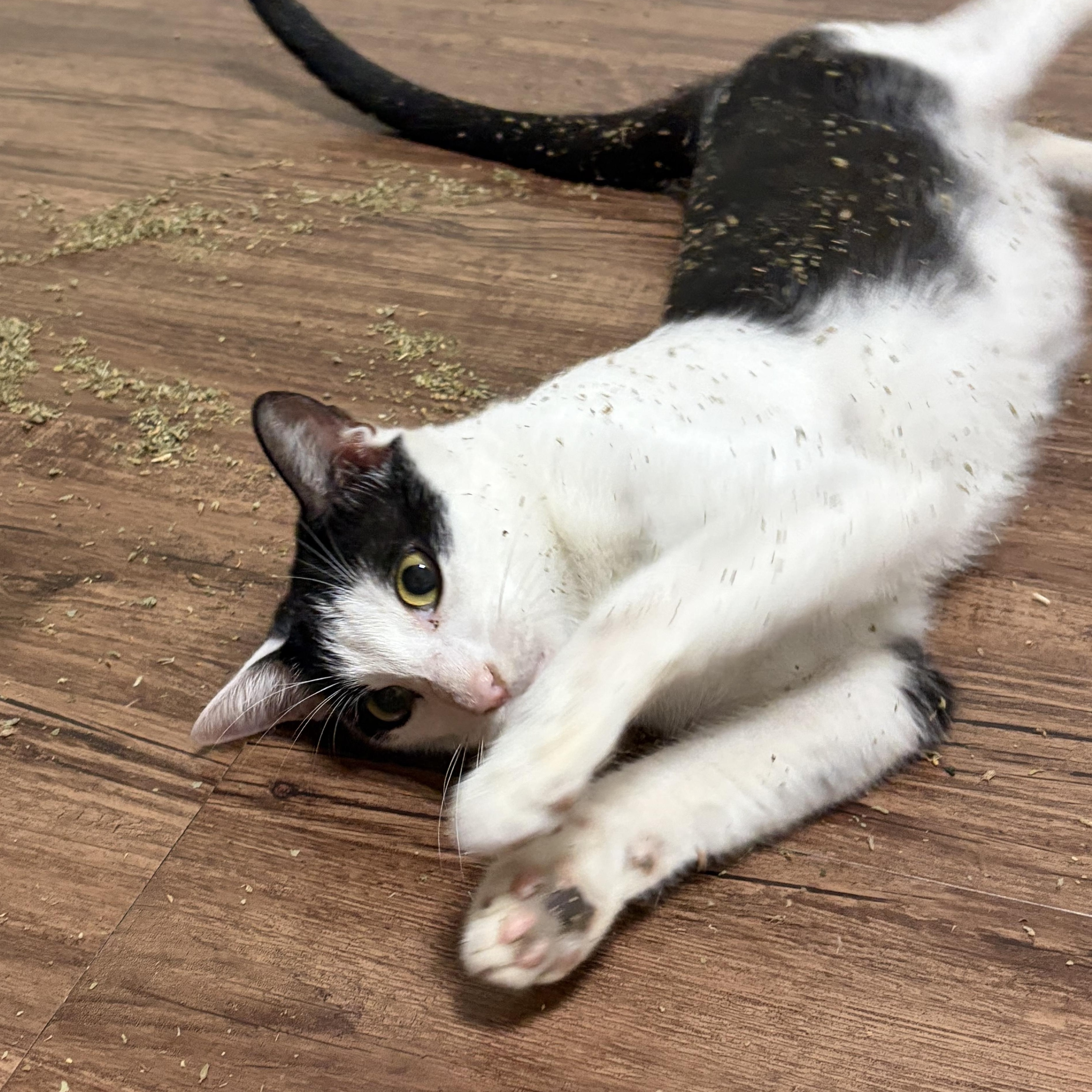 Enlarge Petunia, a Adoptable mixed breed in st louis, MO image 5/5