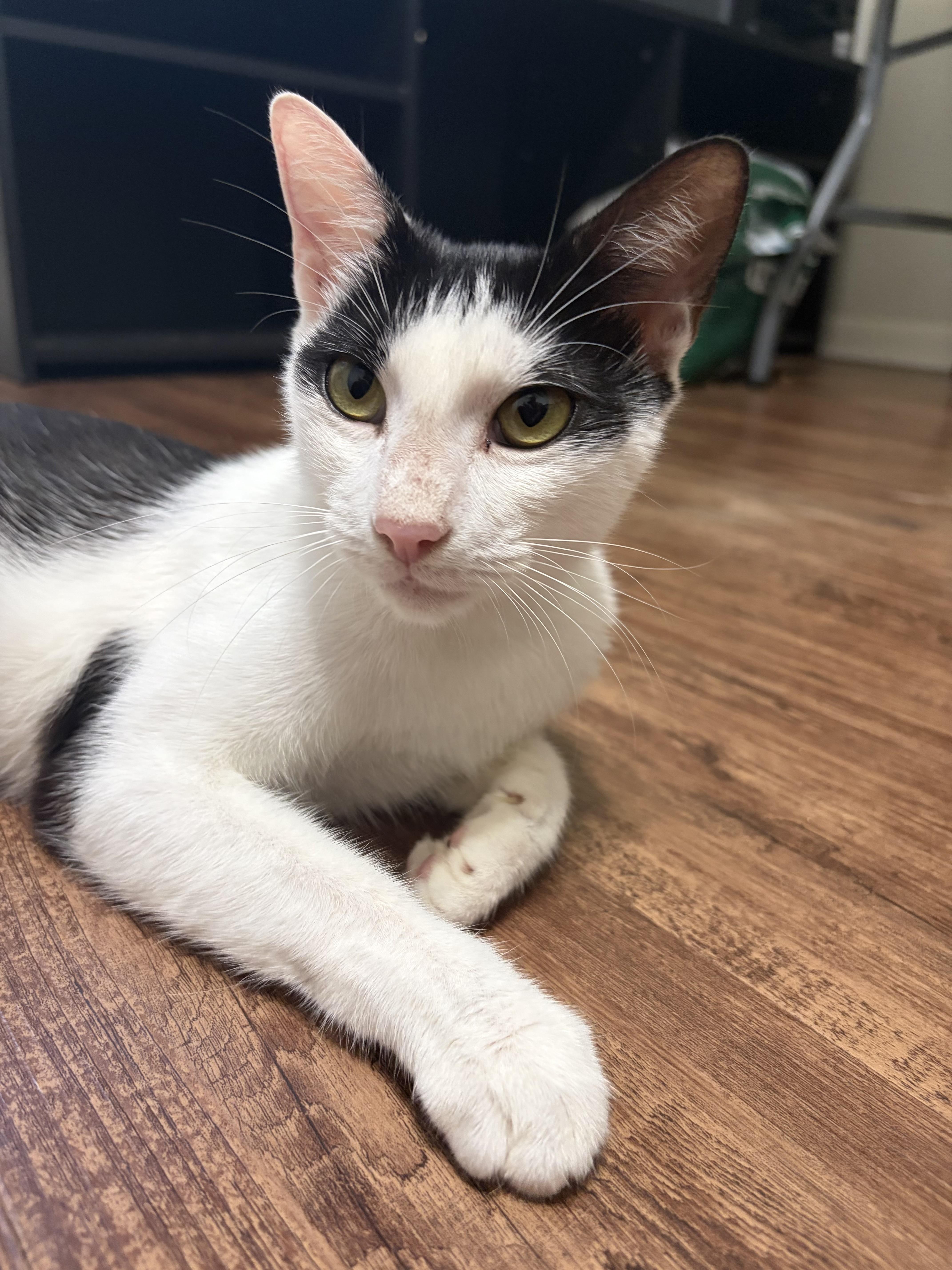 Enlarge Petunia, a Adoptable mixed breed in st louis, MO image 3/5