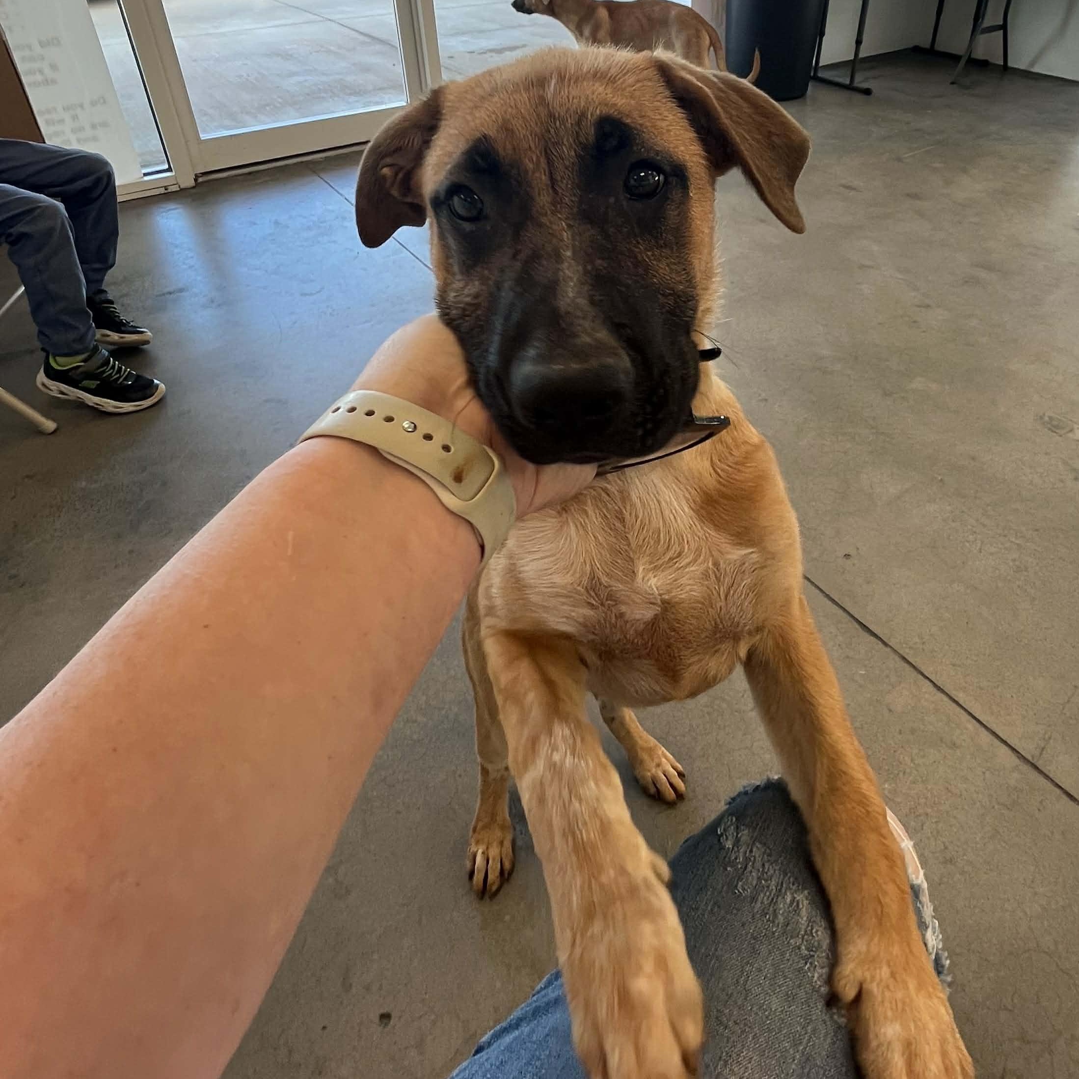 Enlarge Vixen, an adoptable mixed breed in Yukon, OK image 4/4