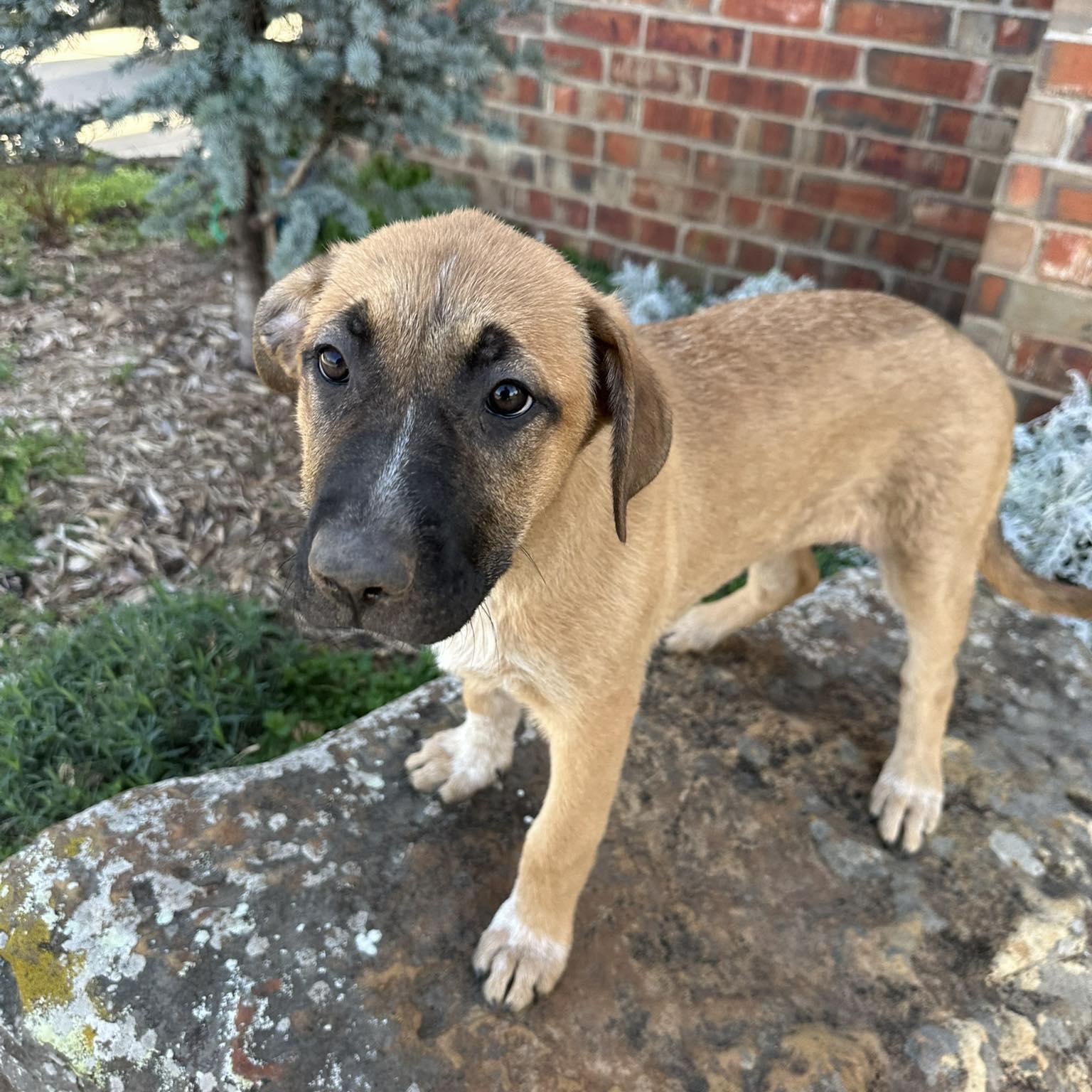 Vixen, an adoptable mixed breed in Yukon, OK image 2/2