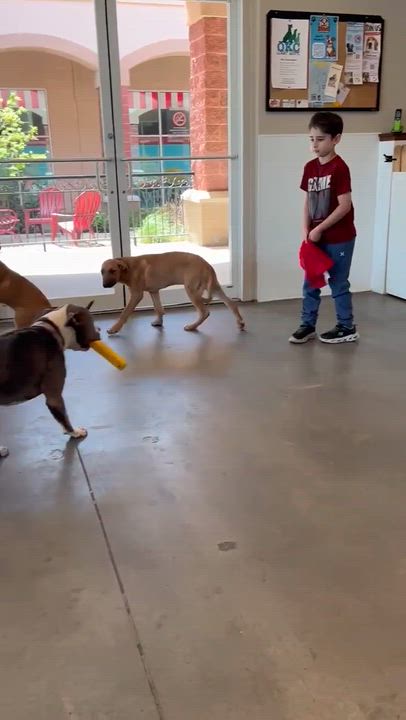 Enlarge Vixen, an adoptable mixed breed in Yukon, OK video 2/4