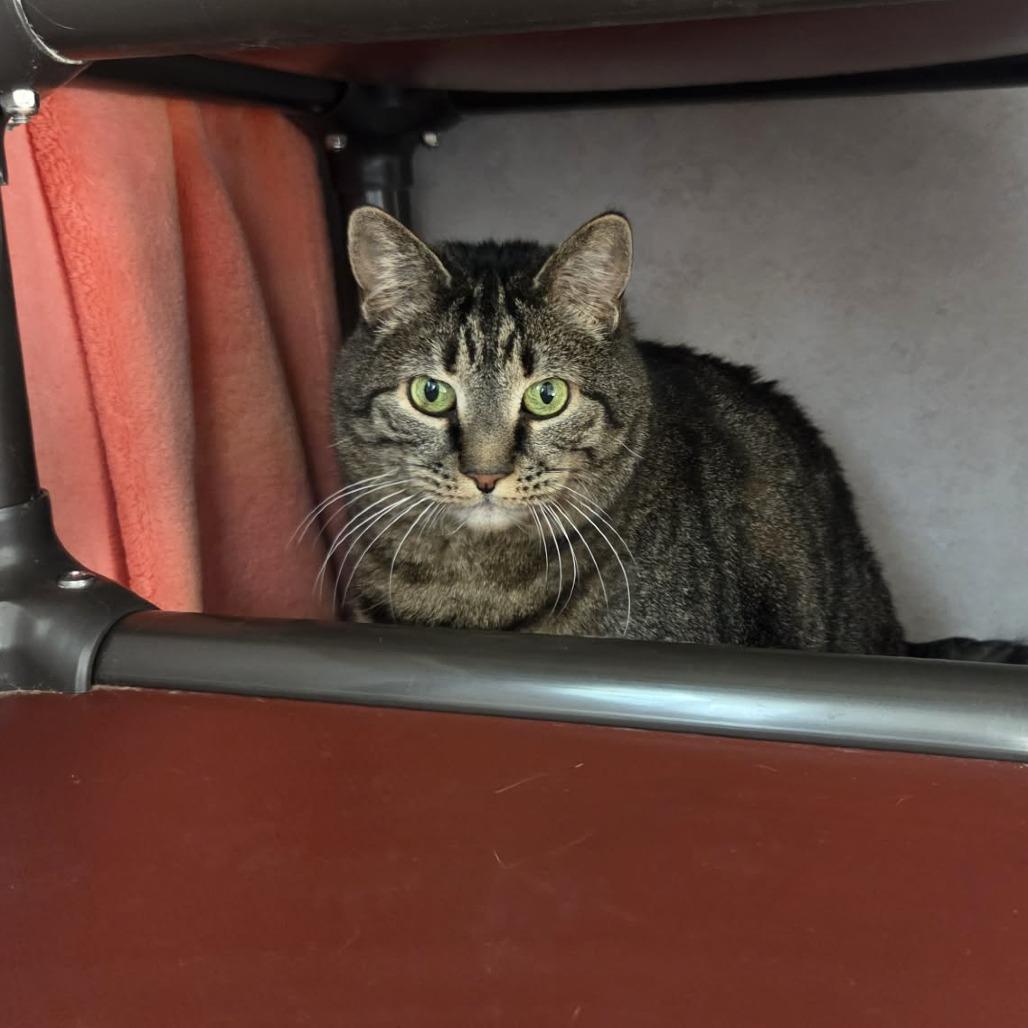 Enlarge Shae, a Adoptable Domestic Short Hair in Ballston Spa, NY image 1/5