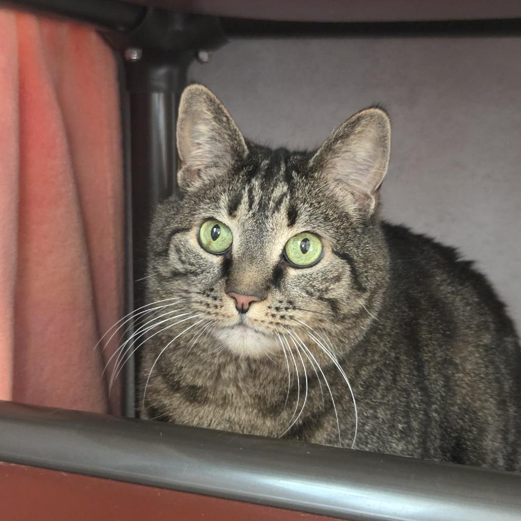 Enlarge Shae, a Adoptable Domestic Short Hair in Ballston Spa, NY image 2/5