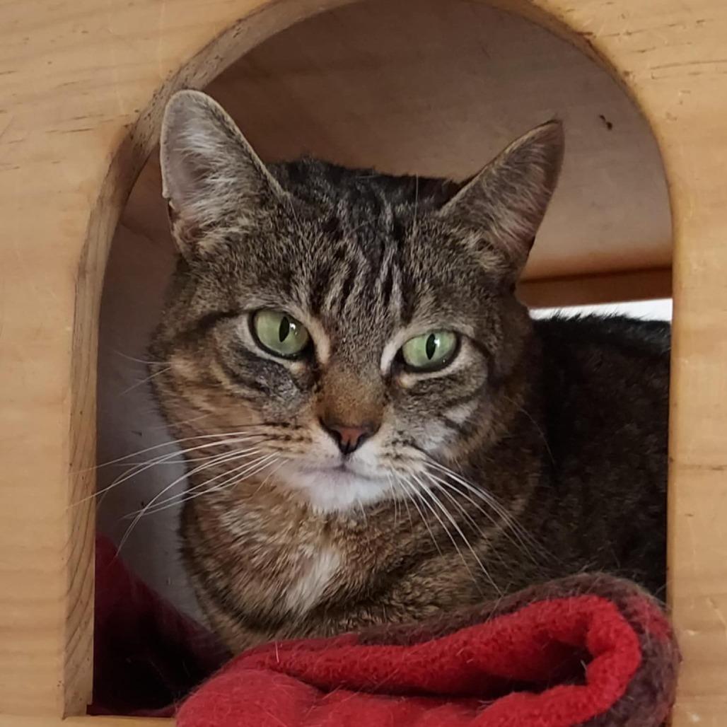 Shae, a Adoptable Domestic Short Hair in Ballston Spa, NY image 4/6