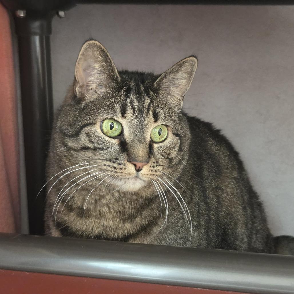 Enlarge Shae, a Adoptable Domestic Short Hair in Ballston Spa, NY image 4/5