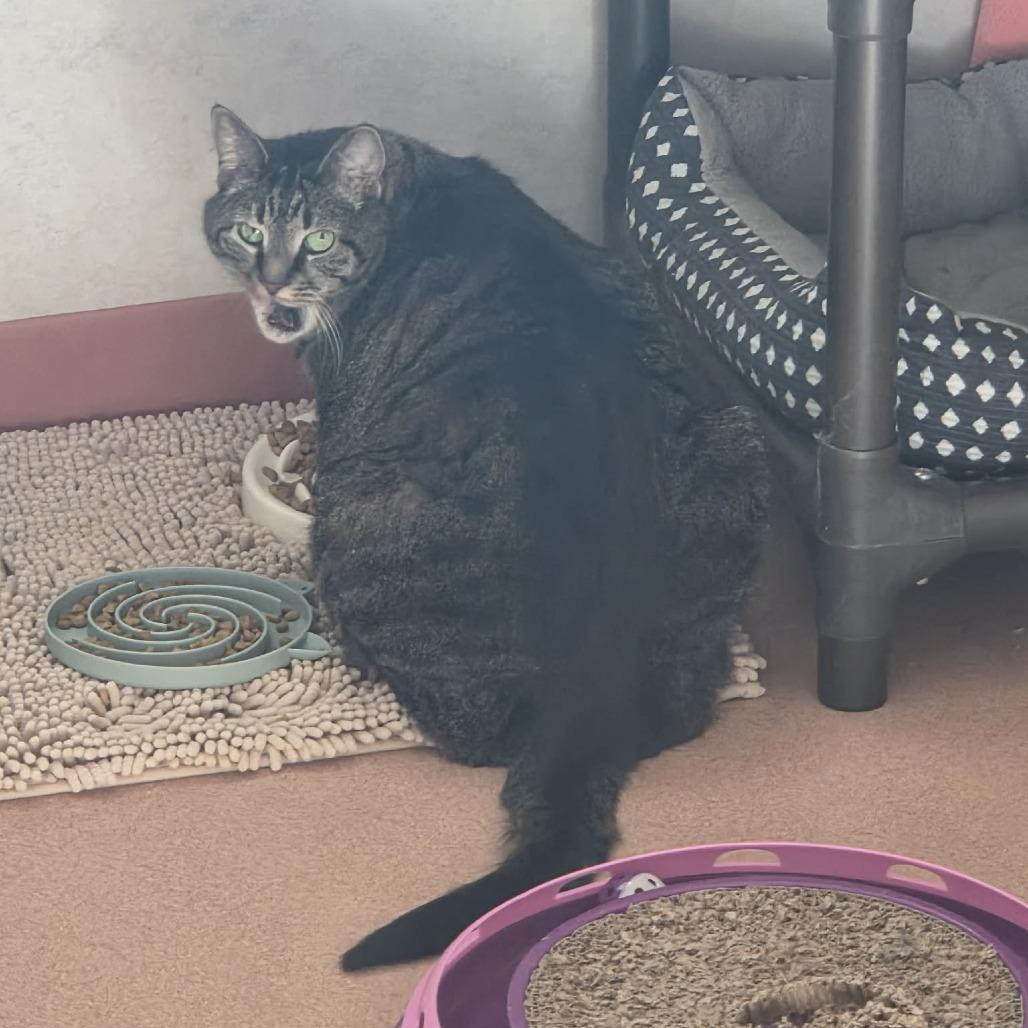 Enlarge Shae, a Adoptable Domestic Short Hair in Ballston Spa, NY image 5/5