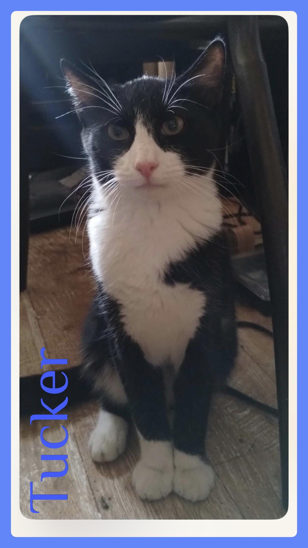 Enlarge TUCKER, a Adopted Tuxedo in Lawton, OK image 1/1
