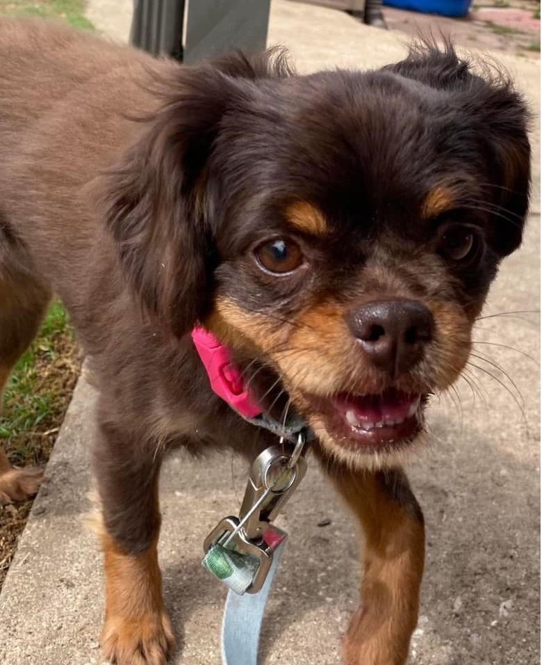 ROXIE, SPECIAL NEEDS, Adoptable, Adult Female Tibetan Spaniel & Cavalier King Charles Spaniel.