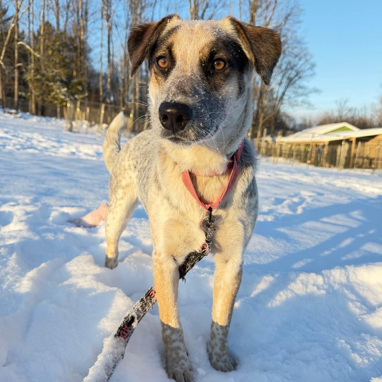 Enlarge Matilda , a Adoptable Mixed Breed in Argyle, NY image 3/6