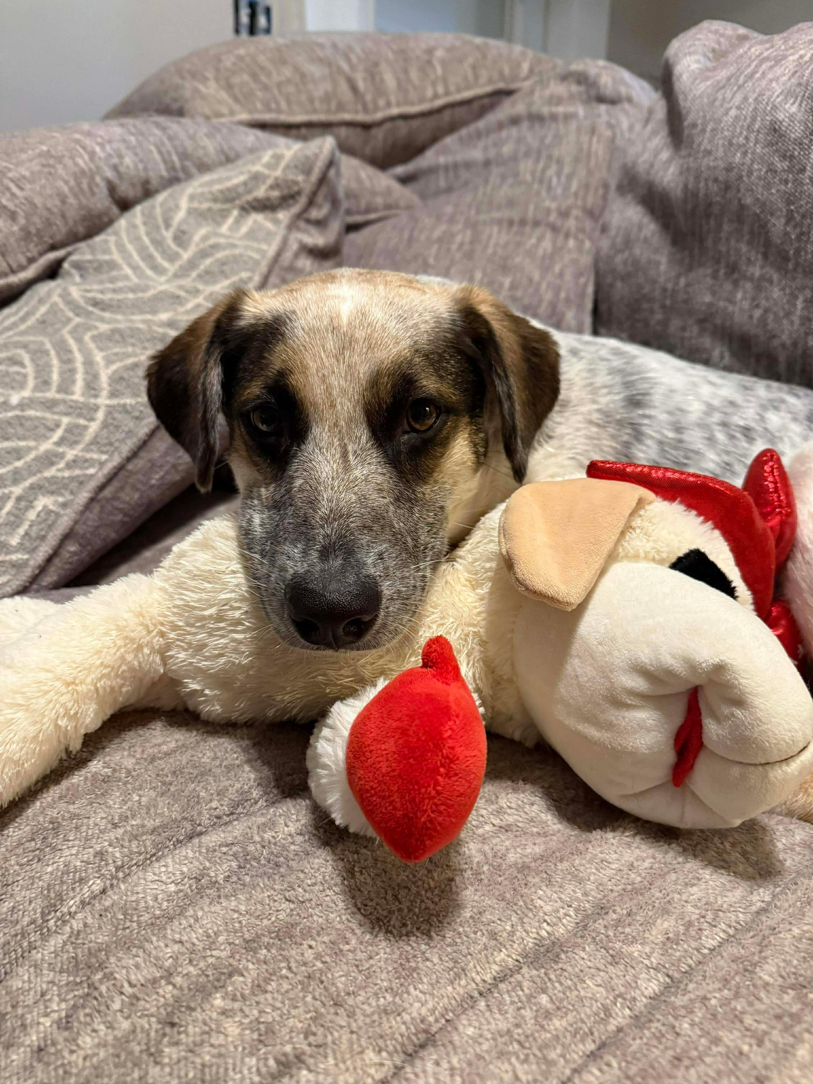 Matilda , Adoptable, Puppy Female Mixed Breed.