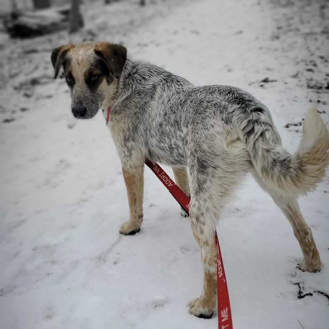 Enlarge Matilda , a Adoptable Mixed Breed in Argyle, NY image 4/6
