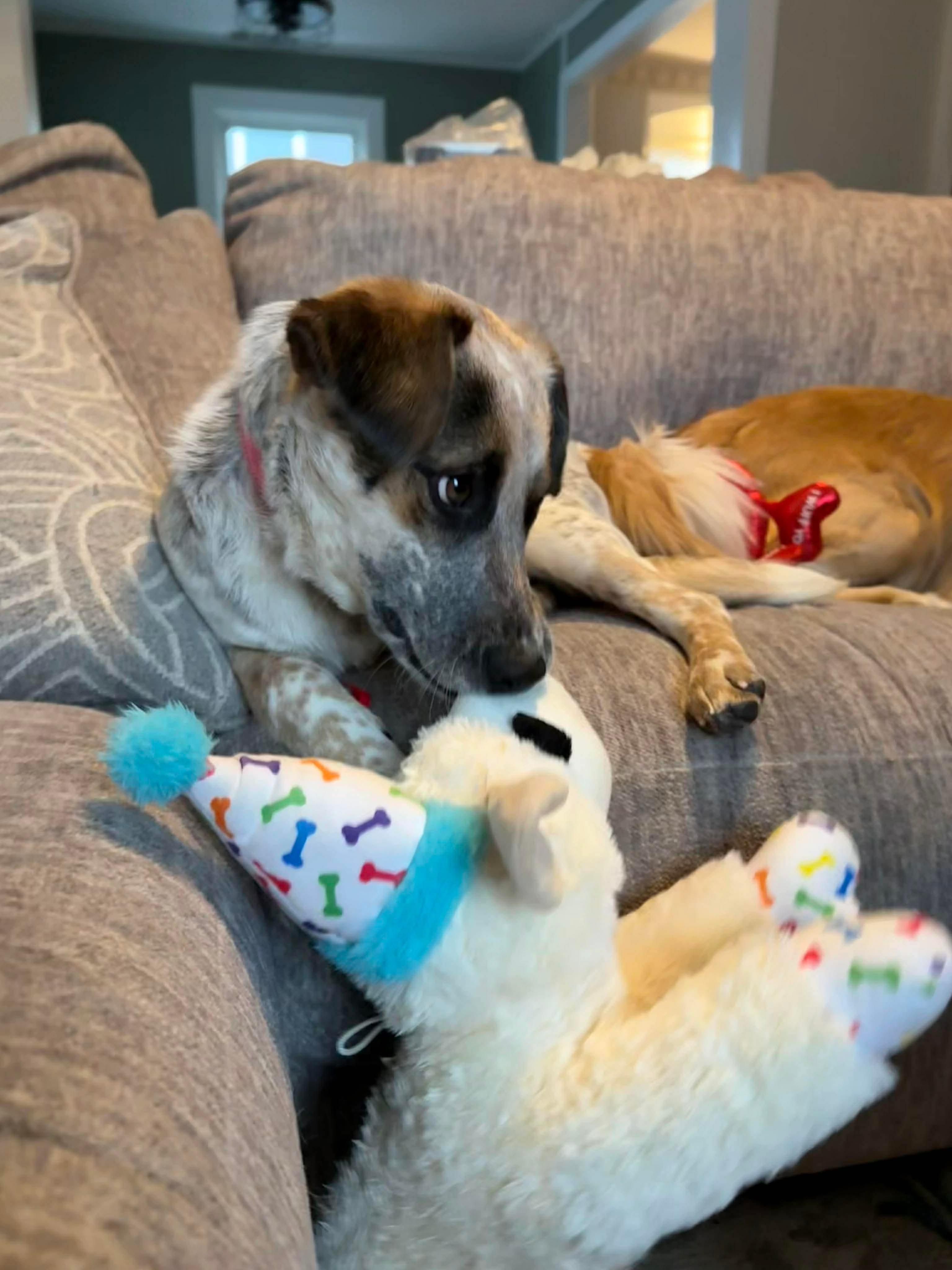 Enlarge Matilda , a Adoptable Mixed Breed in Argyle, NY image 6/6