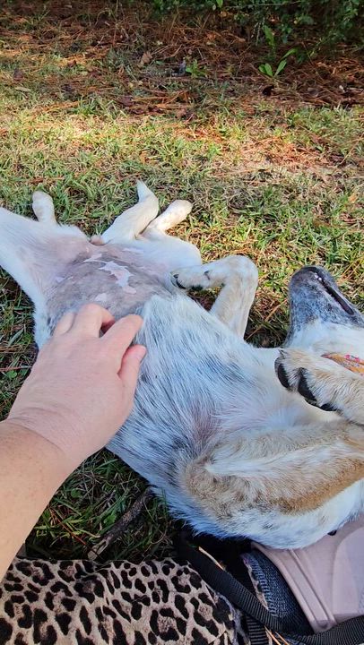 Enlarge Matilda , a Adoptable Mixed Breed in Argyle, NY video 5/6