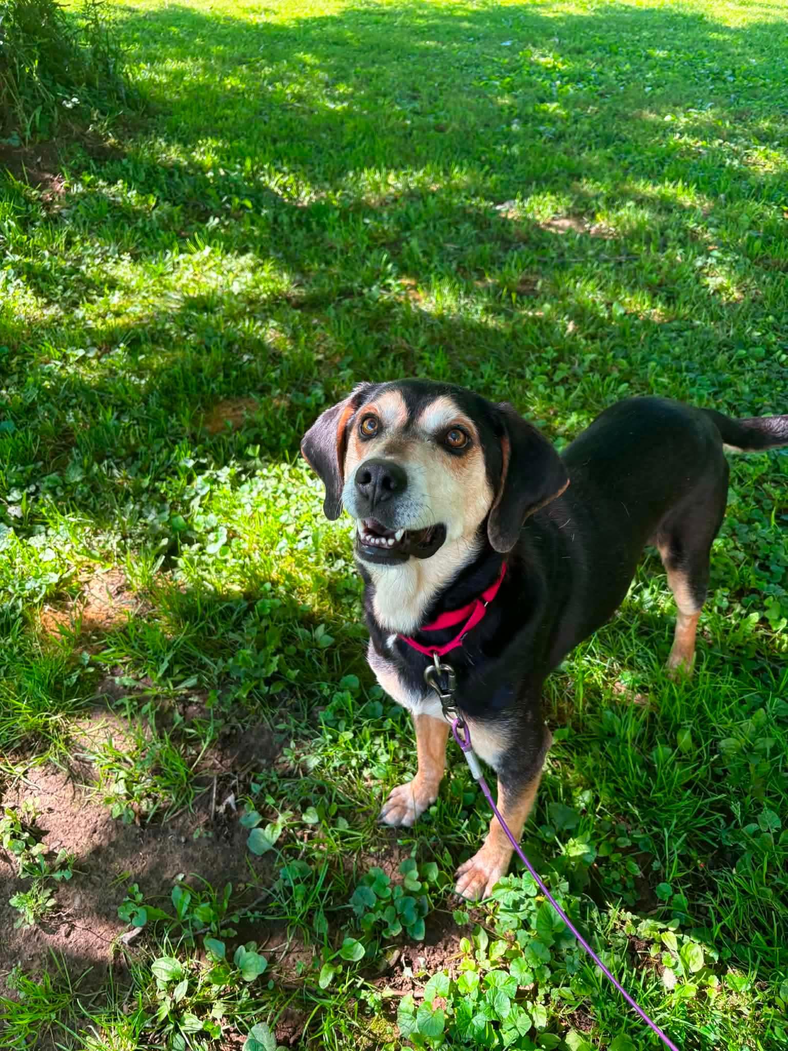 Johnny, a ADOPTABLE mixed breed in East Amherst, NY image 3/4
