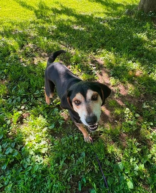 Johnny, a ADOPTABLE mixed breed in East Amherst, NY image 1/4