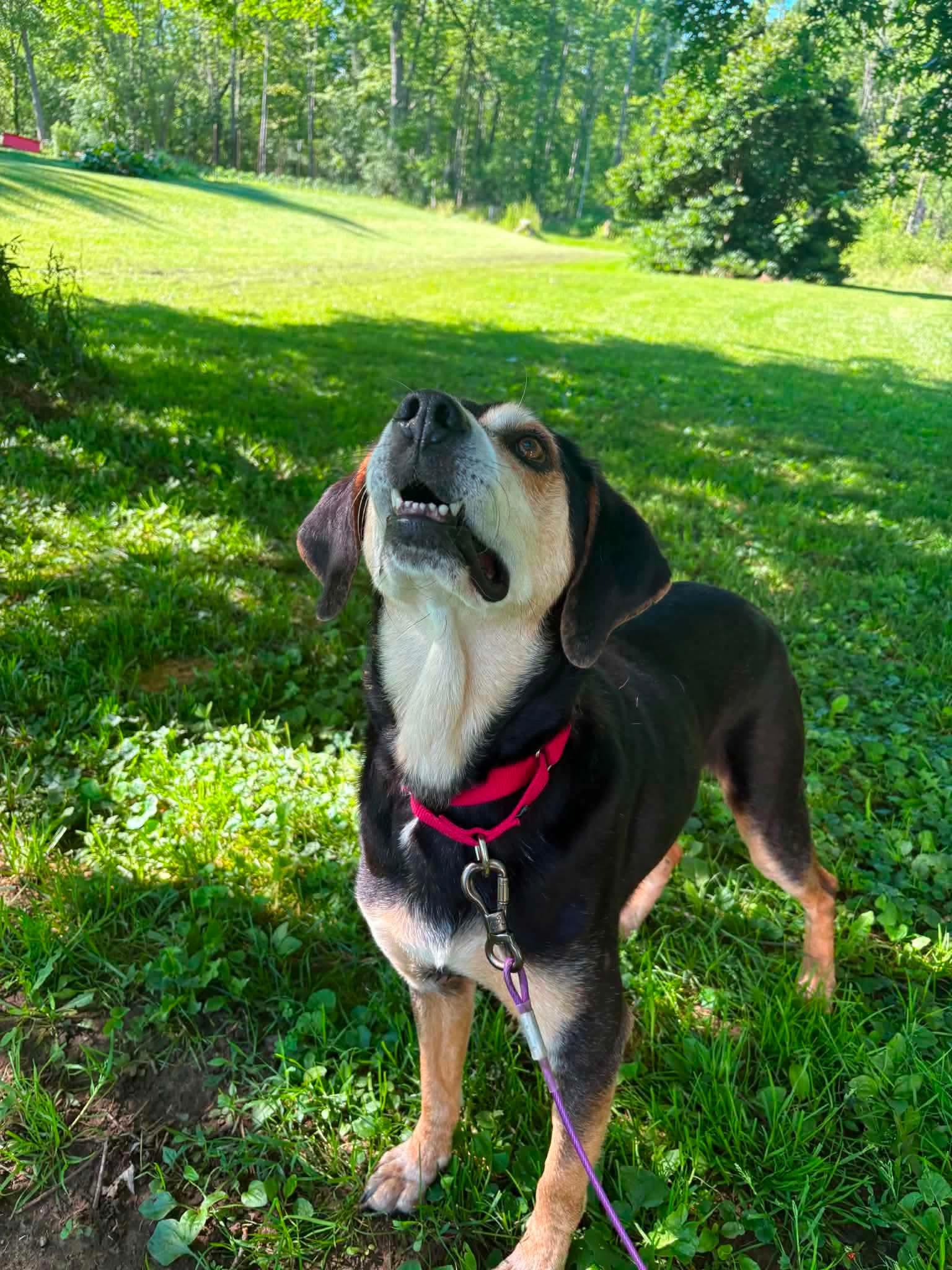 Johnny, a ADOPTABLE mixed breed in East Amherst, NY image 4/4