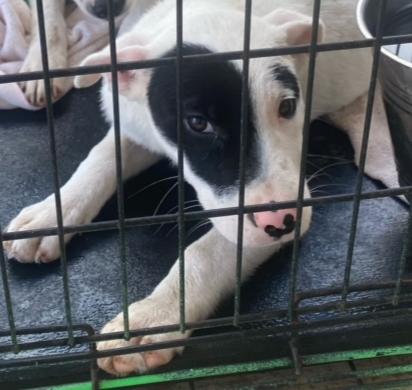 Bunny, Adopted, Puppy Female Mixed Breed.