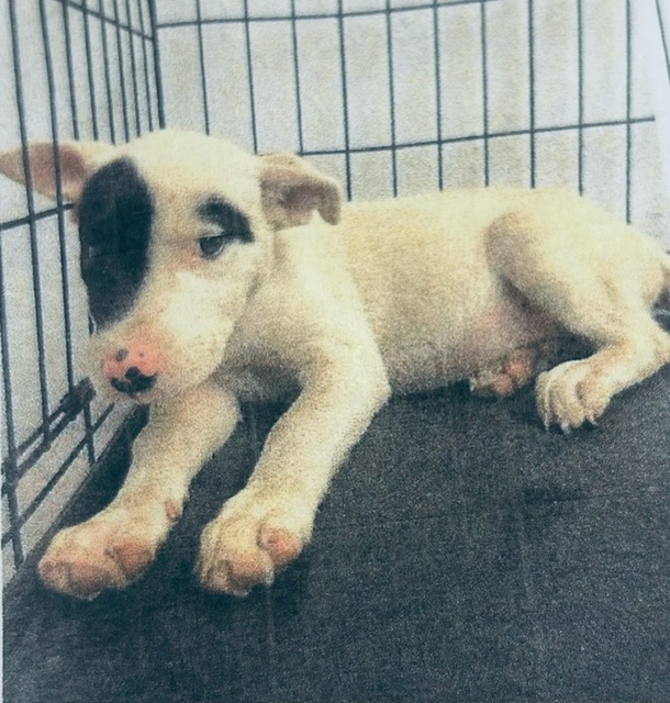 Bunny, a Adopted Mixed Breed in Winhall, VT image 3/3