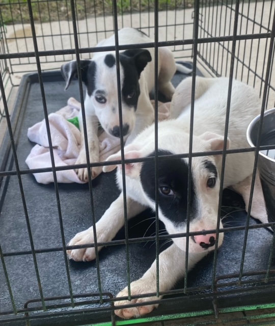 Bunny, a Adopted Mixed Breed in Winhall, VT image 2/3