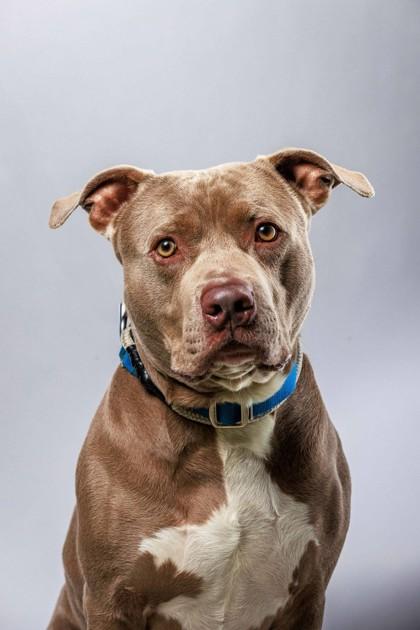 Enlarge Rex, a Adoptable mixed breed in Wantagh, NY image 1/3