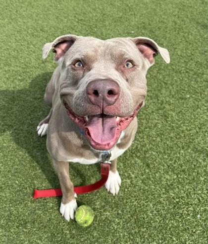 Enlarge Rex, a Adoptable mixed breed in Wantagh, NY image 3/3