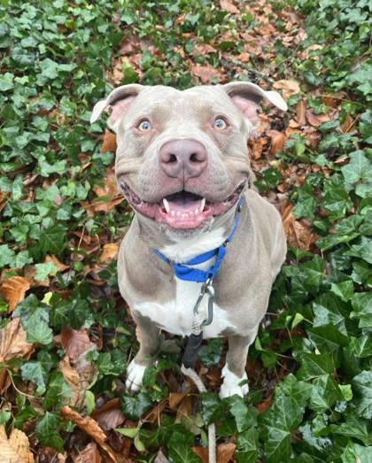 Enlarge Rex, a Adoptable mixed breed in Wantagh, NY image 2/3