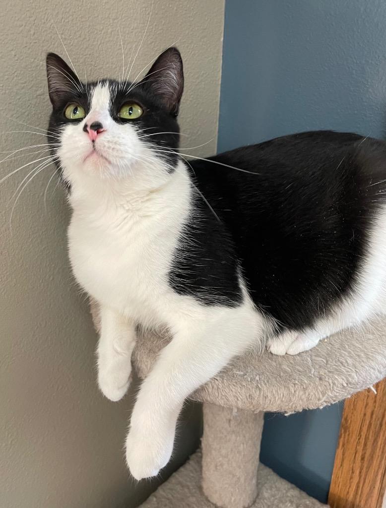 Truffle, Adoptable, Young Female Domestic Short Hair.