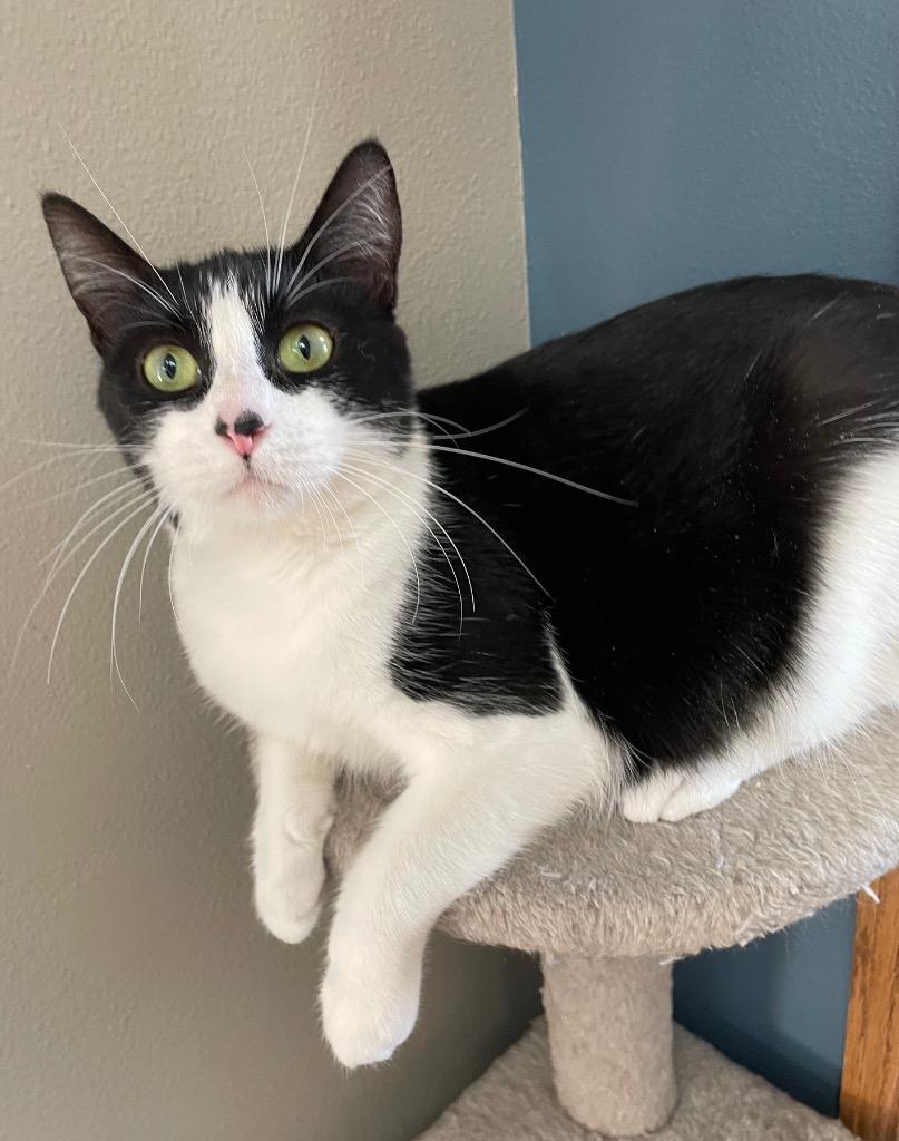 Truffle, a Adoptable mixed breed in Spooner, WI image 2/2