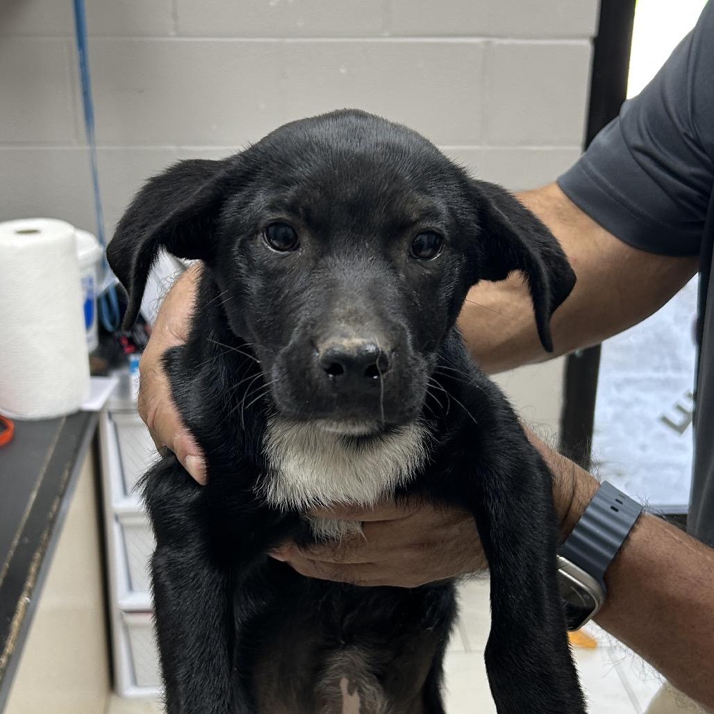 Moon, Adoptable, Young Female Labrador Retriever.