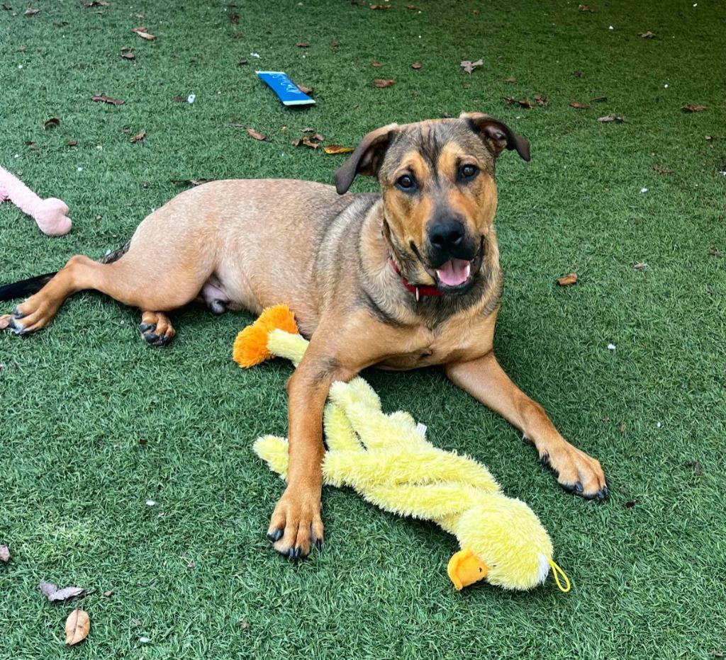 Enlarge Sal, a Adoptable mixed breed in Sunrise Beach, MO image 2/5