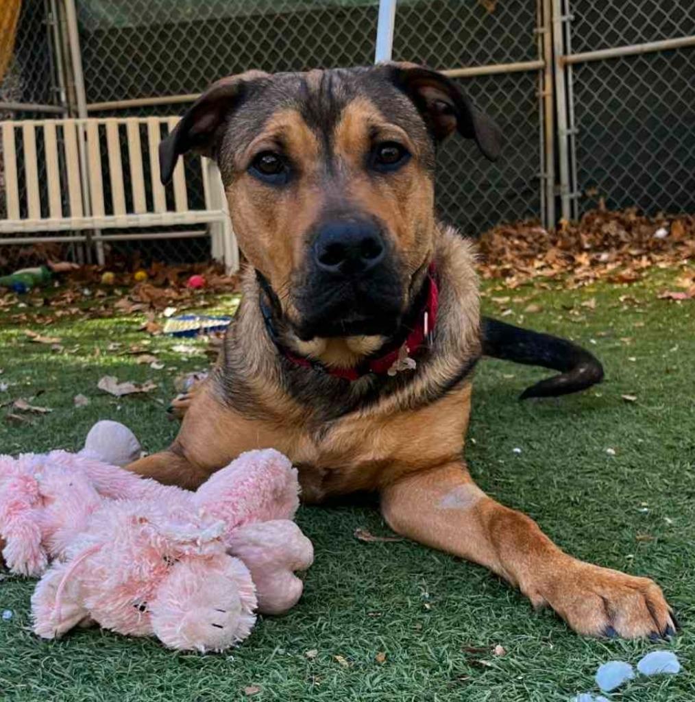 Sal, Adoptable, Young Male Shepherd & Hound.