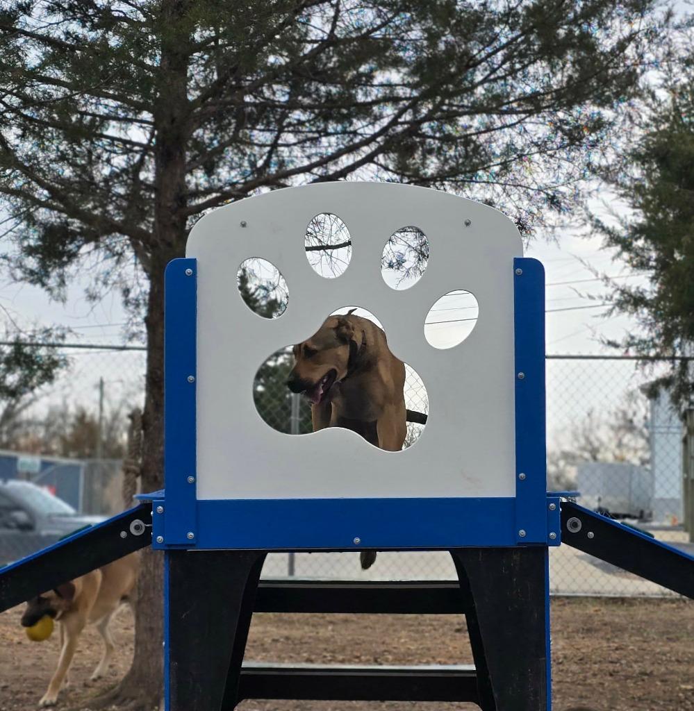 Enlarge Sal, a Adoptable mixed breed in Sunrise Beach, MO image 3/5