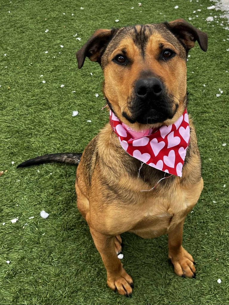 Enlarge Sal, a Adoptable mixed breed in Sunrise Beach, MO image 4/5