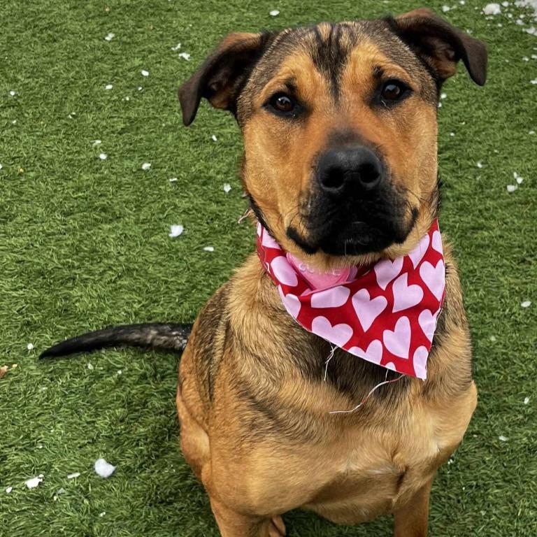 Enlarge Sal, a Adoptable mixed breed in Sunrise Beach, MO image 5/5