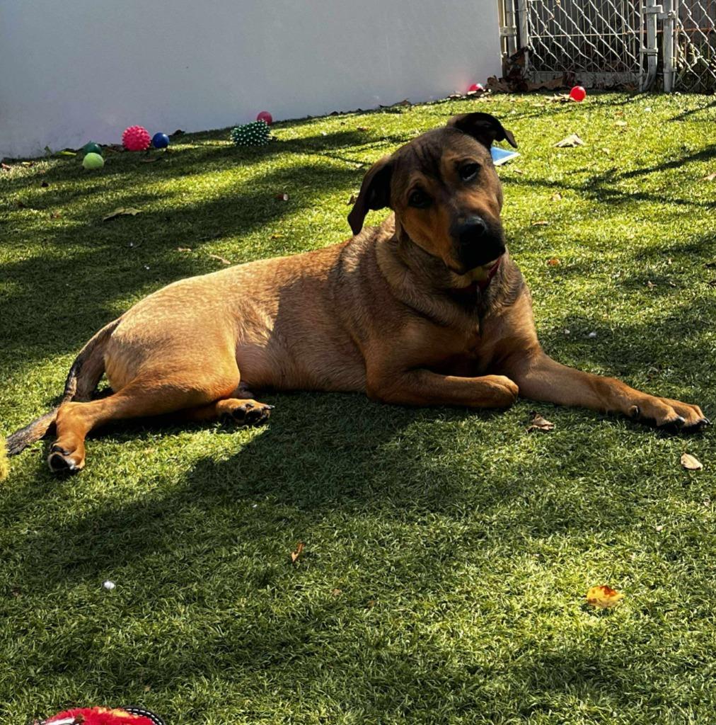 Enlarge Sal, a Adoptable mixed breed in Sunrise Beach, MO image 3/3