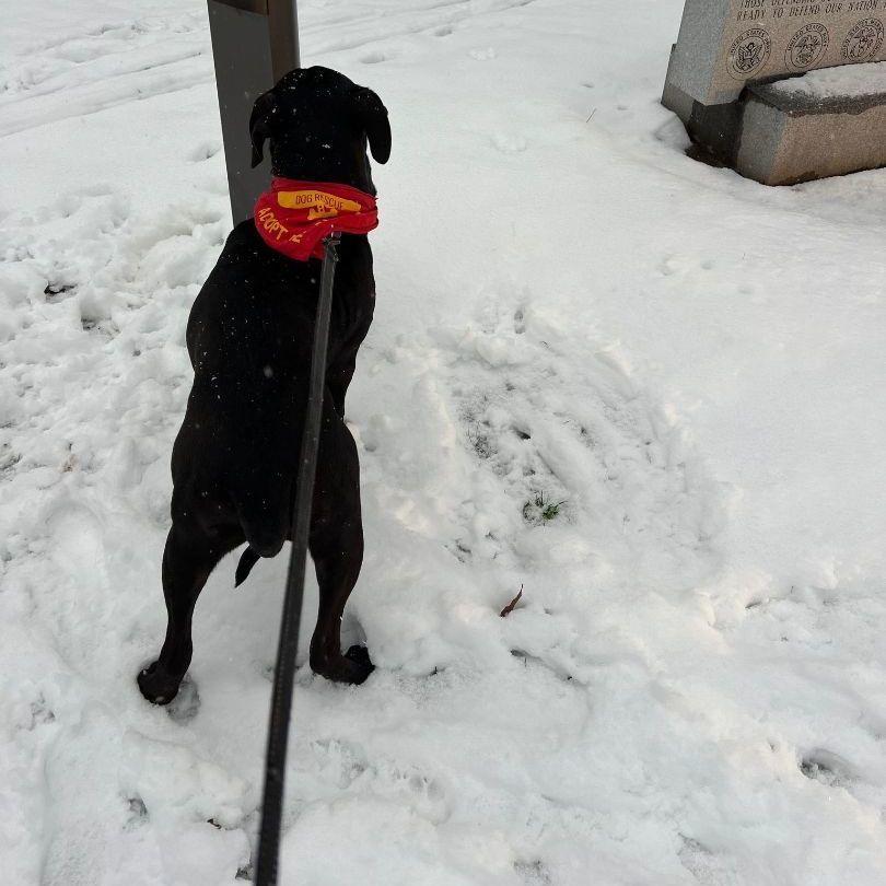 Enlarge Myles: Adopt or Forever Foster, a Adoptable mixed breed in Rochester, NY image 4/6
