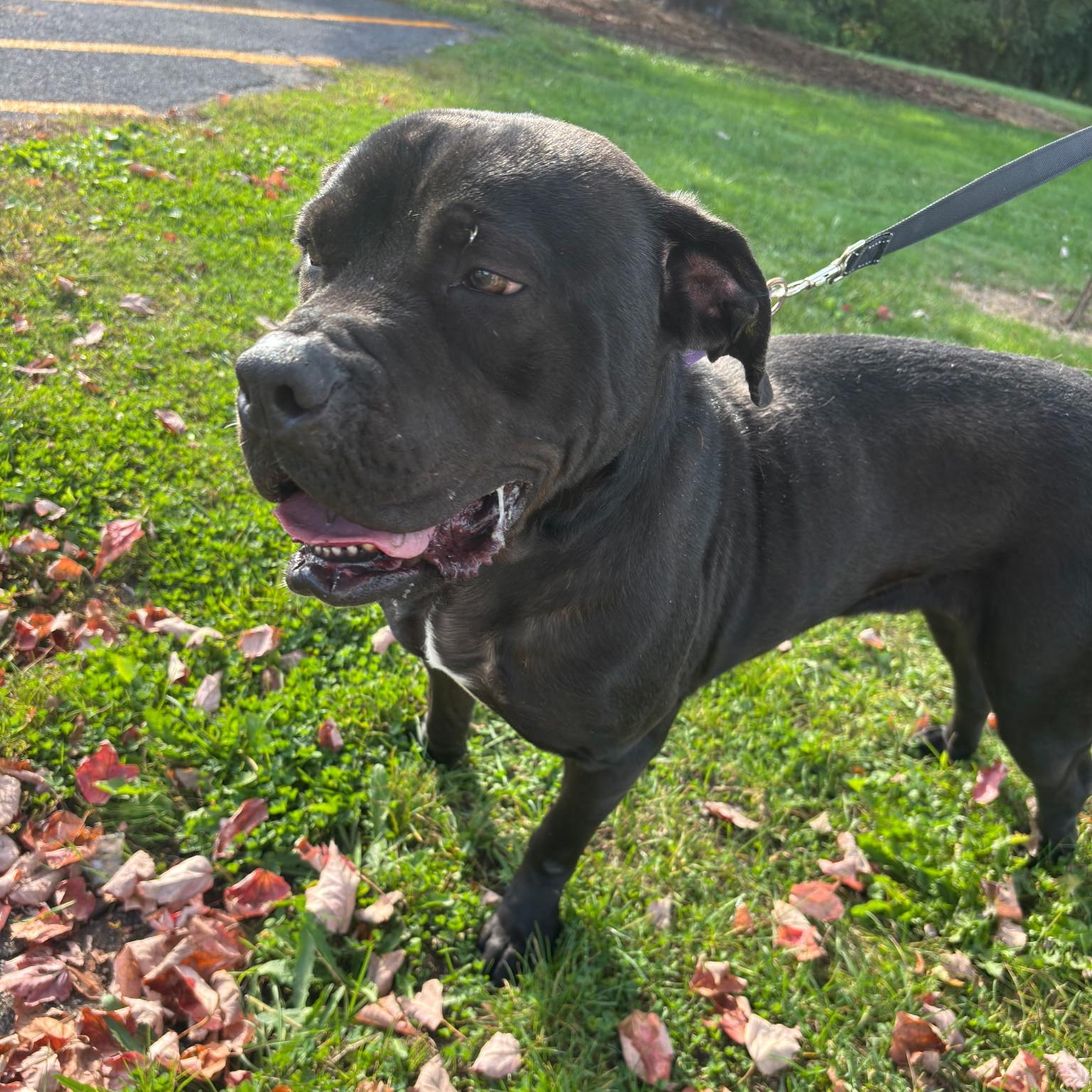 Enlarge Myles: Adopt or Forever Foster, a Adoptable mixed breed in Rochester, NY image 2/6