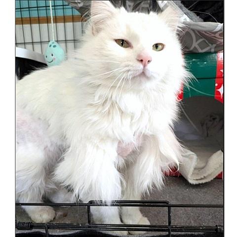 Enlarge Qat, an adopted Domestic Long Hair in Salt Lake City, UT image 1/1