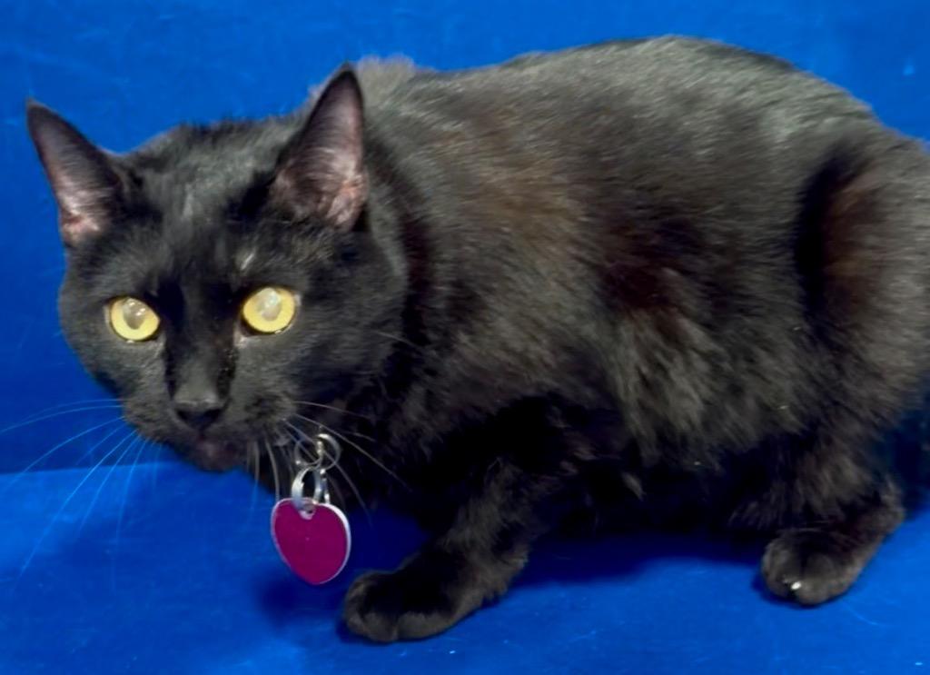 Enlarge Melon, a Adoptable Domestic Short Hair in Ruston, LA image 1/1