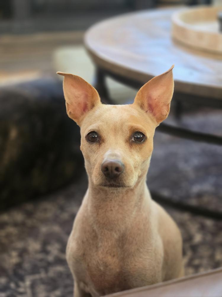 Marge, Adoptable, Adult Female Chihuahua & Cattle Dog.
