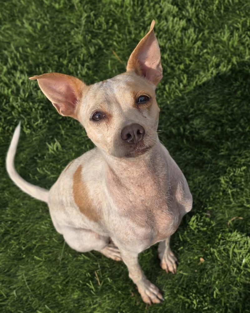 Enlarge Marge, a Adoptable mixed breed in Sedalia, CO image 3/6