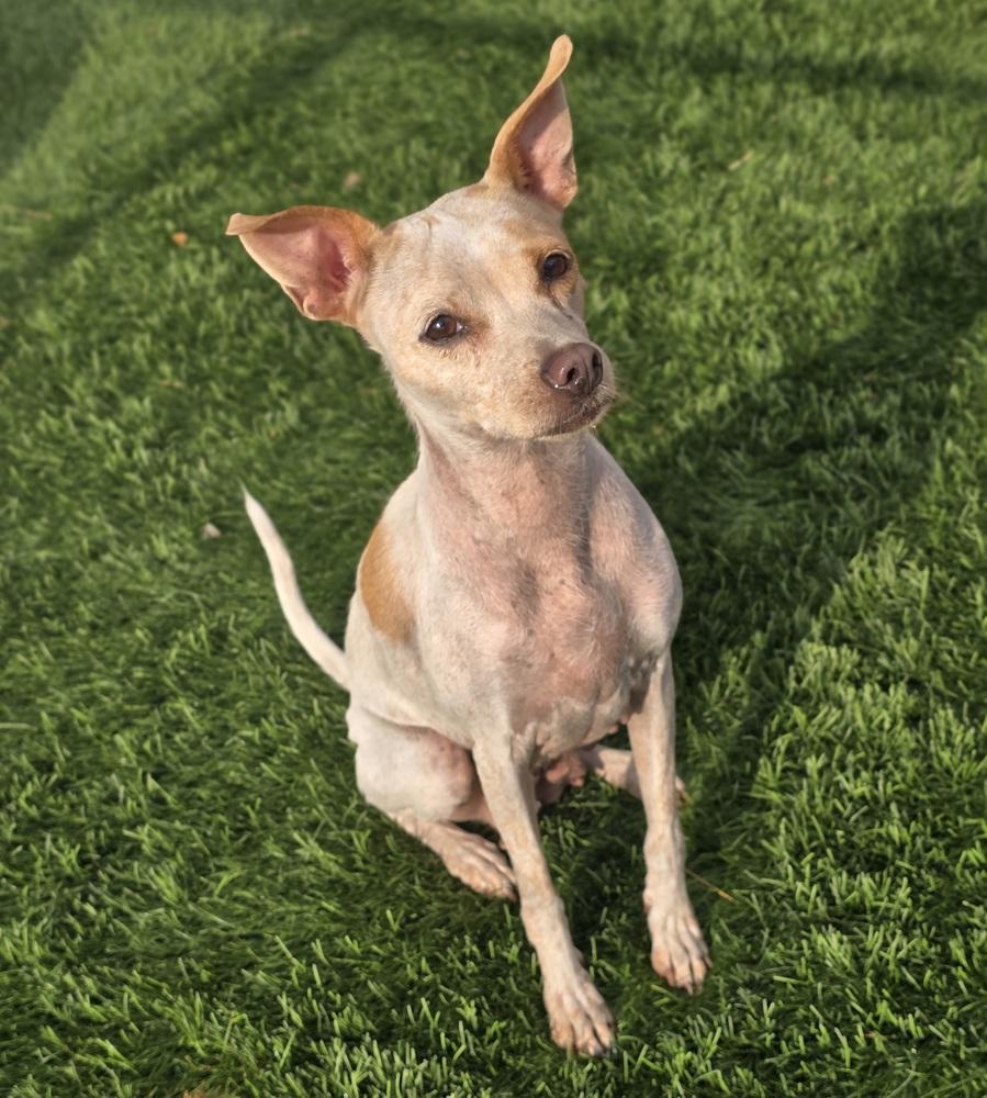 Enlarge Marge, a Adoptable mixed breed in Sedalia, CO image 4/6